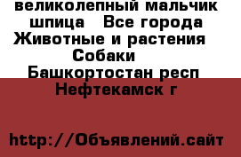великолепный мальчик шпица - Все города Животные и растения » Собаки   . Башкортостан респ.,Нефтекамск г.